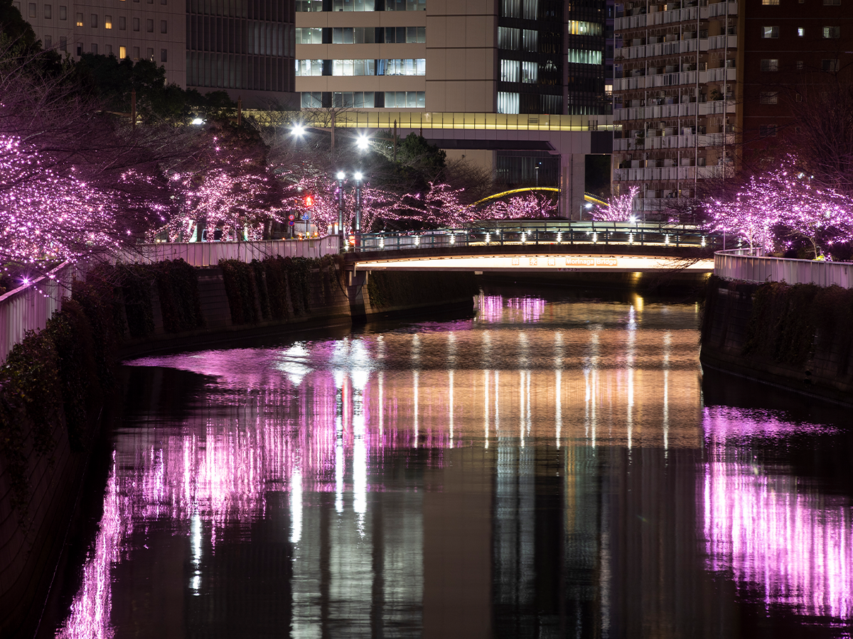【30代・40代限定】約800本のソメイヨシノライトアップ散歩🌸🌸