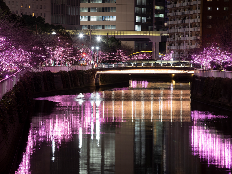 【30代・40代限定】約800本のソメイヨシノライトアップ散歩🌸🌸