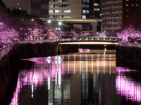 【30代・40代限定】約800本のソメイヨシノライトアップ散歩🌸🌸