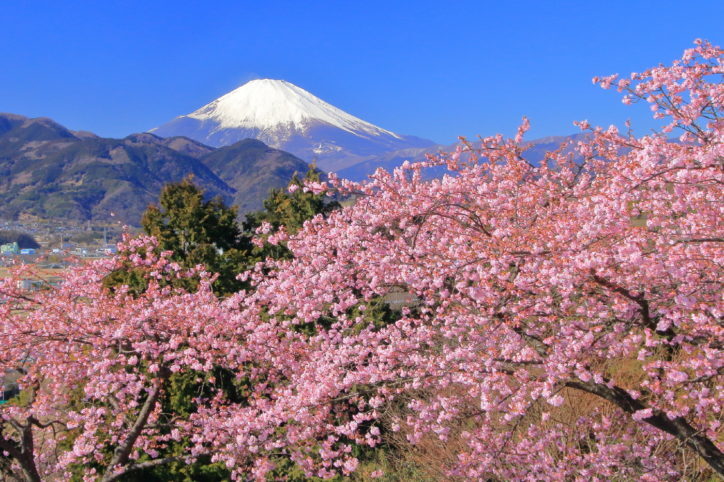 河津桜満喫🌸神奈川県松田町ハイキング！🌸一足先に春を感じに出かけませんか？🌸
