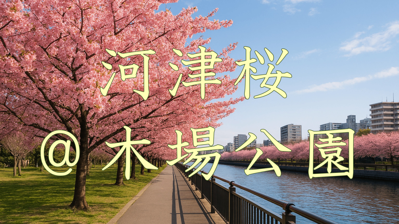 木場公園で河津桜🌸を見ながら歩こう☀️朝活　　　　　　　　　