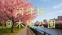 木場公園で河津桜🌸を見ながら歩こう☀️朝活　　　　　　　　　