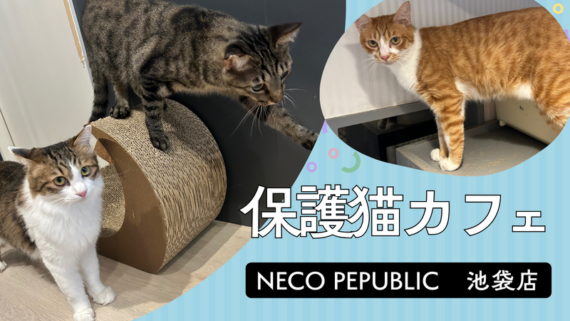 【女性主催】1/11(日)猫カフェに行こう！！