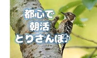 【都心で朝活：とりさんぽ♪】皇居で散歩しながら鳥の観察会