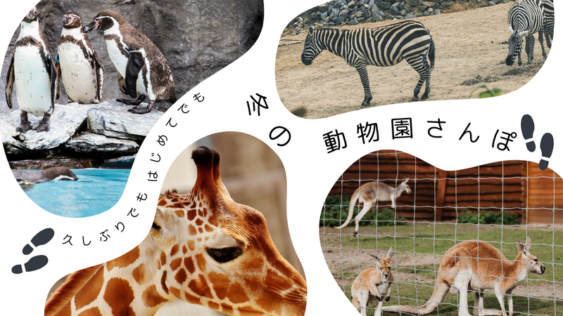【20代】冬の上野動物園さんぽ！久しぶりでも初めてでも楽しめる📸