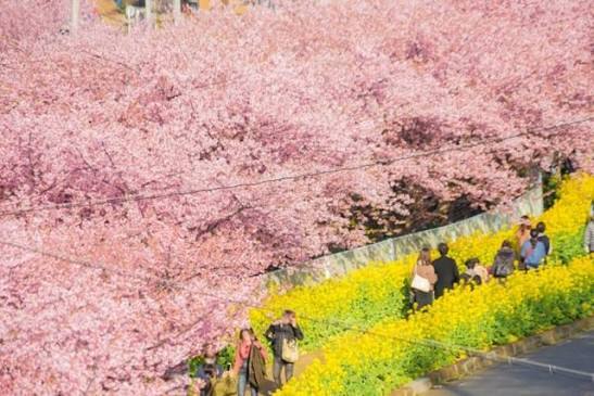 三浦富士ハイキング＆🌸三浦海岸桜祭り🌸海と河津桜を満喫する早春の小旅行へ✨️
