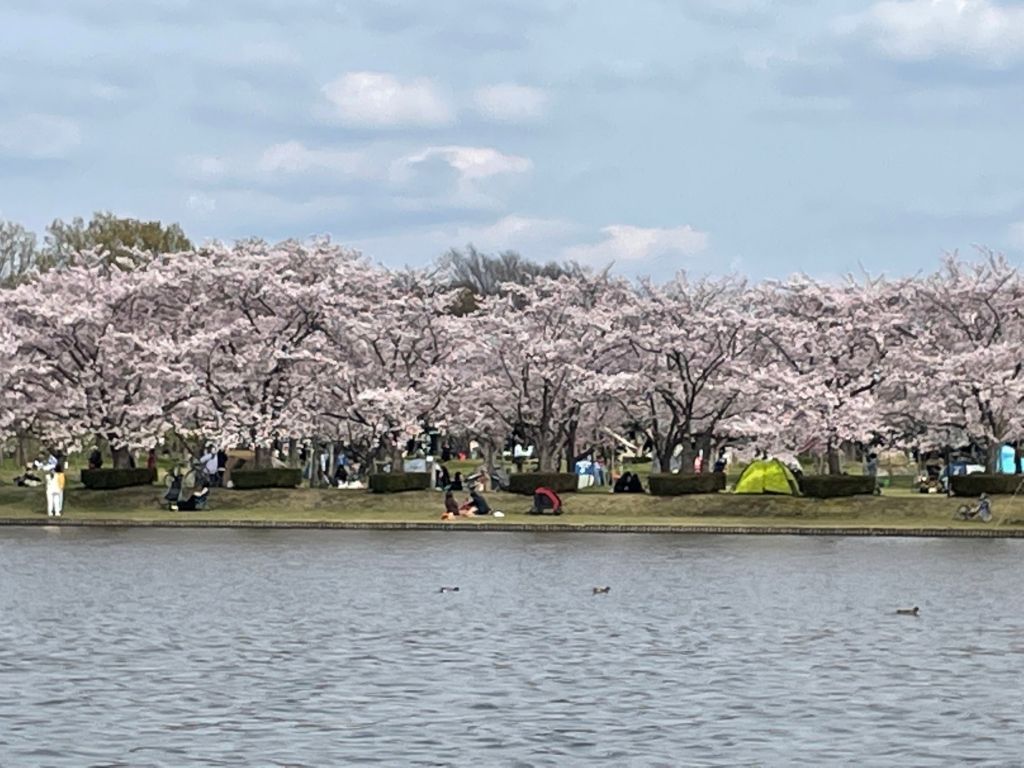 【30代中盤〜40代中心】多数の池があり、様々な野鳥が見られる葛飾区の水元公園を散策しよう！