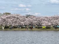 【30代中盤〜40代中心】多数の池があり、様々な野鳥が見られる葛飾区の水元公園を散策しよう！
