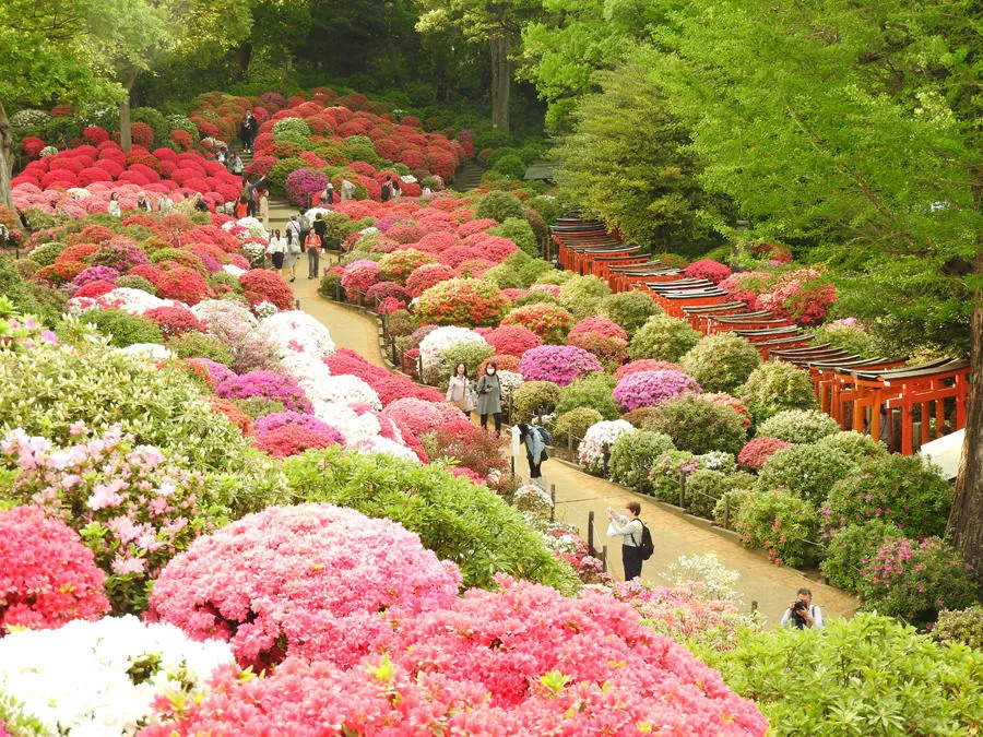 【30代中盤〜40代中心】谷根千散歩・根津神社つつじ祭り見学&カフェ会