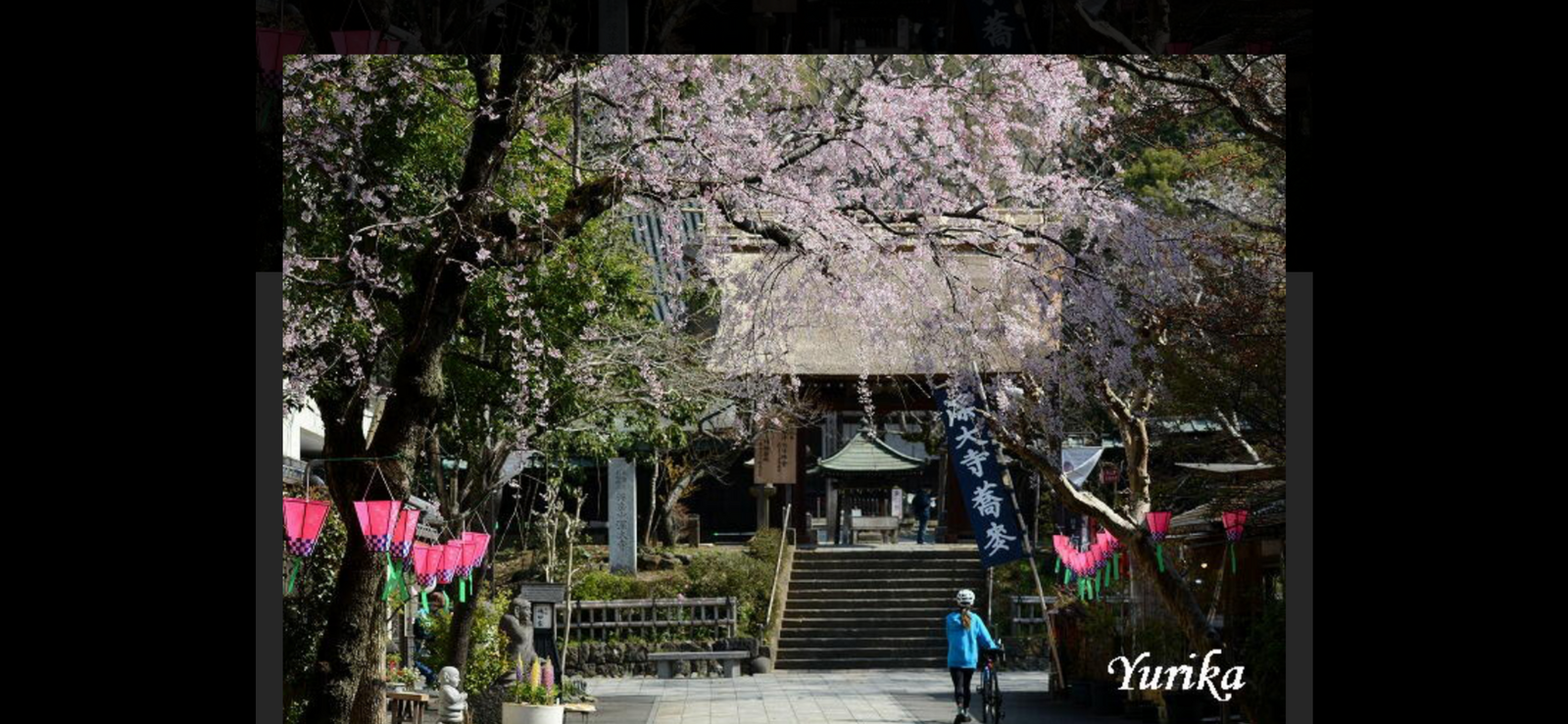【桜満開🌸🍃深大寺と神代植物公園春の公園散策🌺イベント