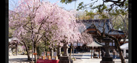 【桜満開🌸🍃深大寺と神代植物公園春の公園散策🌺イベント