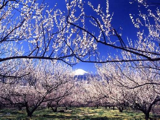 国府津・曽我丘陵🌄梅林絶景ウォーキング！小田原にゆるっと春の訪れを感じに行きましょう🌸