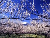国府津・曽我丘陵🌄梅林絶景ウォーキング！小田原にゆるっと春の訪れを感じに行きましょう🌸