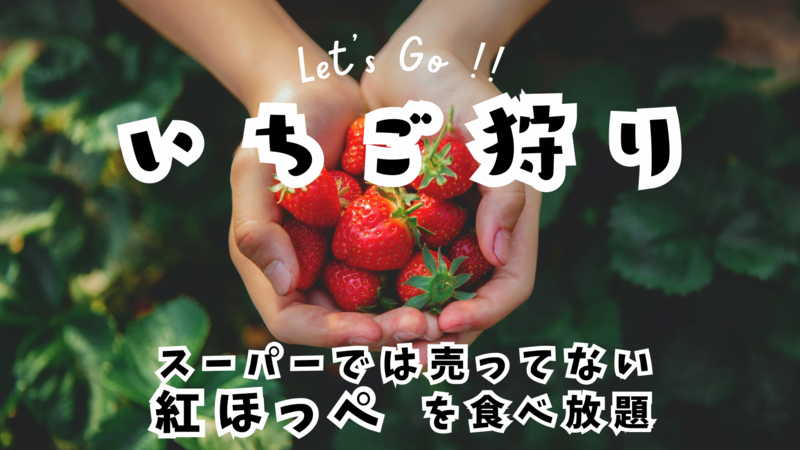 🍓いちご狩り放題🍓 甘い香りに誘われて、春のごほうびに🍓