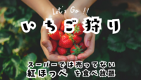 🍓いちご狩り放題🍓 甘い香りに誘われて、春のごほうびに🍓