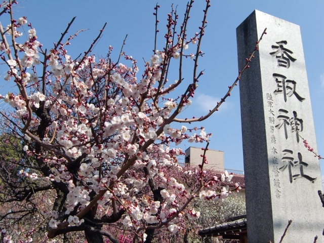 【20代主催】下町の電車🚃でおでかけ🎵東武博物館🚂と梅見旅🌼