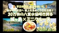 平日だから並ばない！「みさきまぐろきっぷ」30万株の八重水仙咲く 城ヶ島×ミニクルーズ　【 平日休みの最高な使い方。】