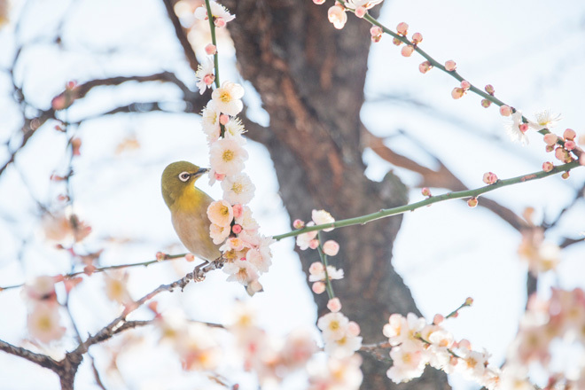 【昼間特別開催!】フォトウォークをしよう📷🌸（湯島天神〜旧岩崎邸）