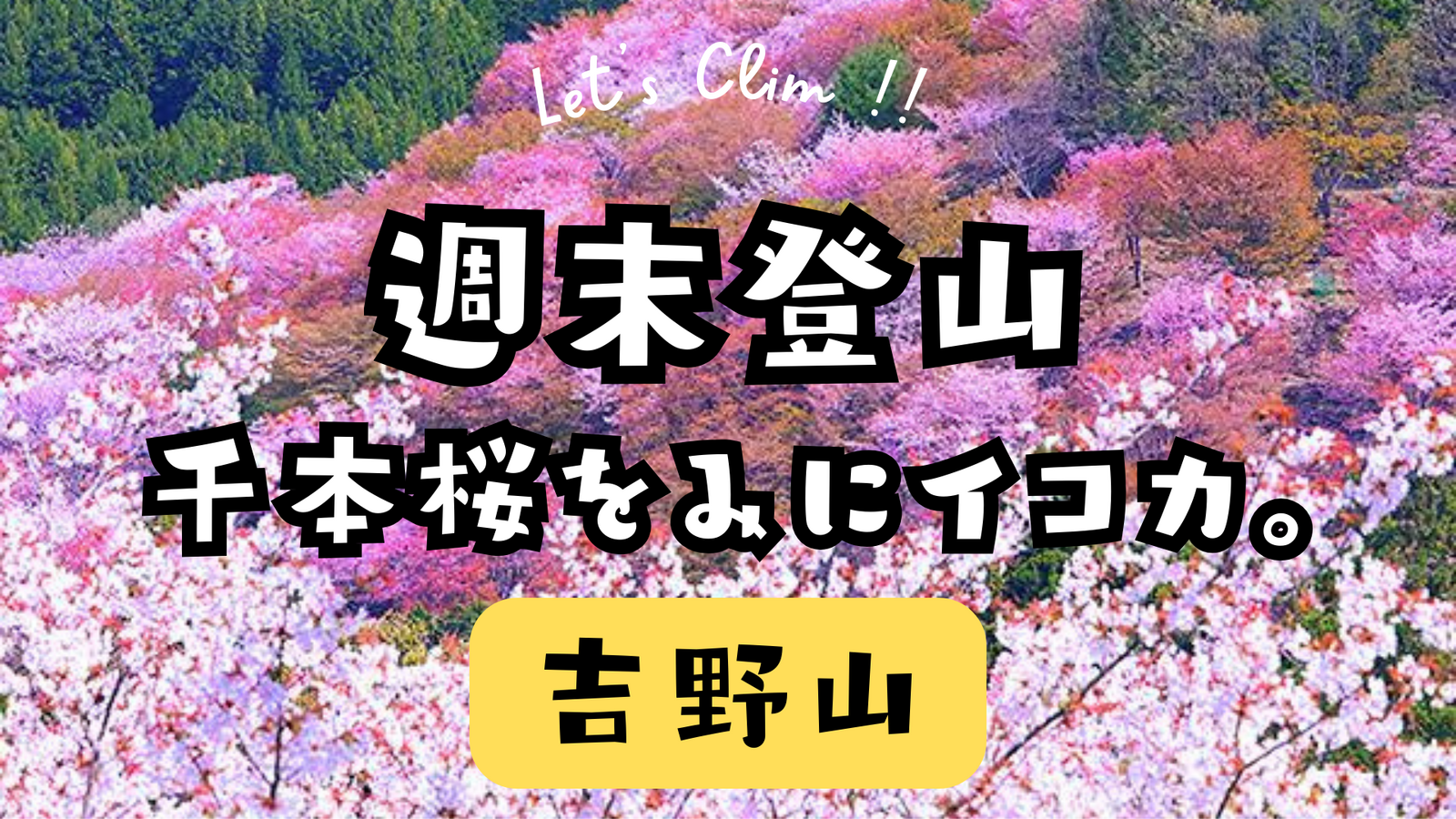 吉野山へ千本桜を見に行こう🌸ゆるハイキング🌸下山後は温泉でシメ♨️
