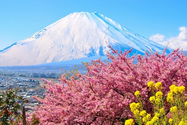 2/23【河津桜/神奈川県松田町】春の訪れを感じるハイキング！まつだ桜まつりにも立ち寄ります