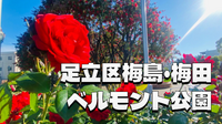 ベルモント公園で春ばらを楽しもう！足立区梅田と梅島の歴史スポットもめぐります。