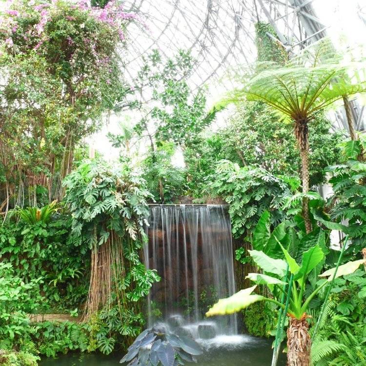 【20代30代限定】まるでジャングル！？夢の島熱帯植物館へ行こう🦊🦊