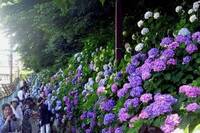【20代30代限定】映え必須の紫陽花を見に行こう🌷🌷