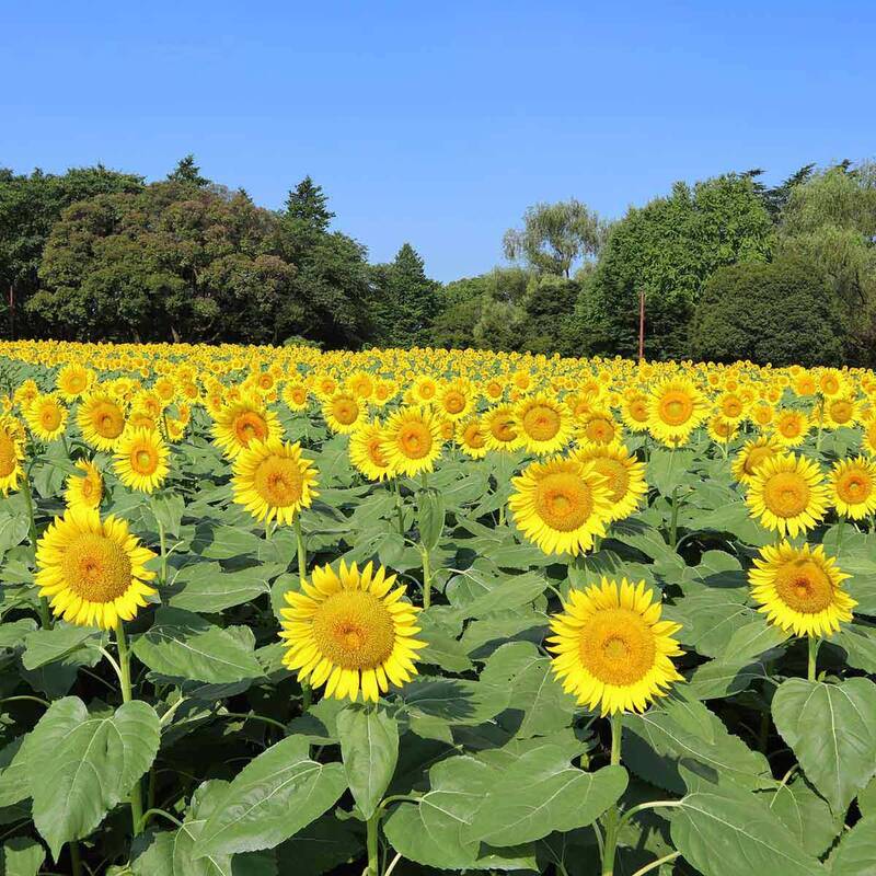 【20代30代限定】6万本のひまわりを見に行こう🌸🌸🌸