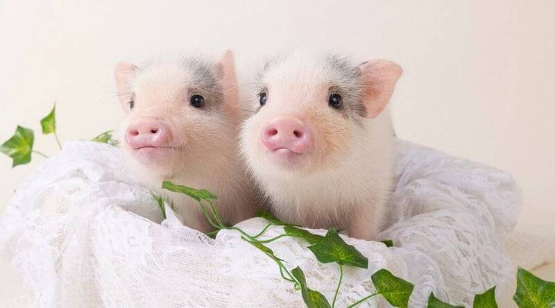 【20代30代限定】大人気の子豚カフェに行こう〜🐽🐽