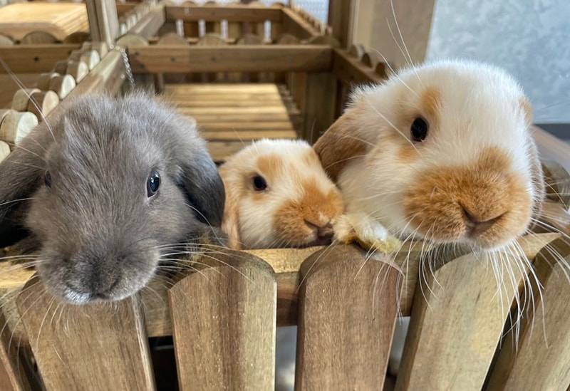 【20代30代限定】いろんな動物のいるカフェに行こう〜！カピバラなどがいます🐽🐽