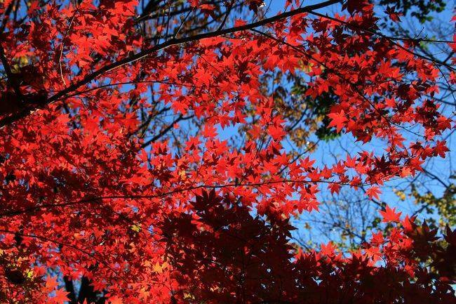 【早割中】今が見頃の紅葉を見に行こう🍒🍒