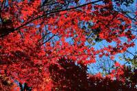 【早割中】今が見頃の紅葉を見に行こう🍒🍒