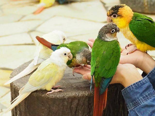 【30代40代限定】鳥のいるカフェに行こう🌺🌺🌺