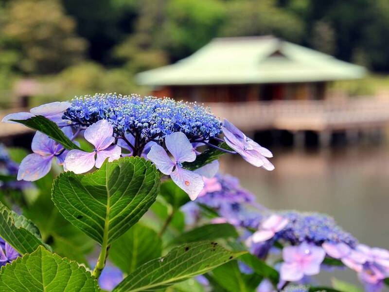 【早割中】見頃の紫陽花と花菖蒲を見に行こう🦊🦊