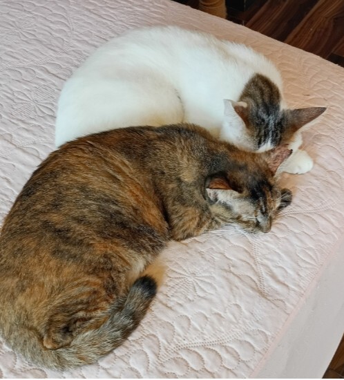 【1/15（木）開催・上板橋駅カフェ巡り女子会】猫カフェ体験付き！カフェ好き必見の癒やし交流イベント☕🐾