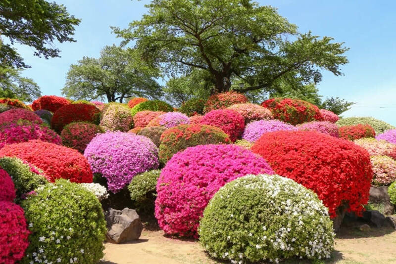 【30代40代限定】文京つつじまつりに行こう🌸🌸