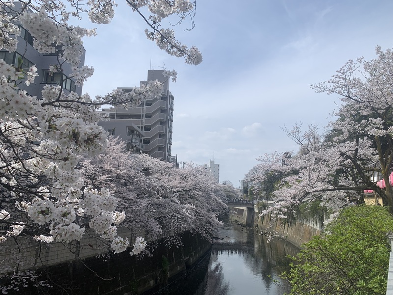 【40代・50代以上】神田川でお花見ゆるラン！