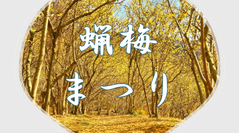 空気まで金色に！？日本最大級のロウバイ園で２万本以上のロウバイの香りに包まれよう♪