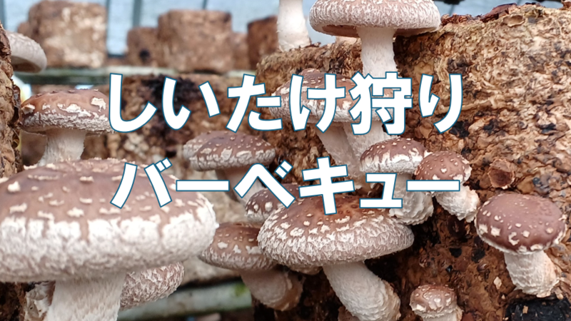 肉厚で新鮮なしいたけをその場でバーベキュー♪
