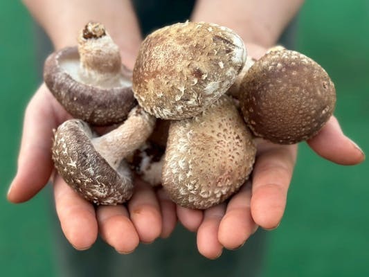 【30代・40代限定】きのこ狩りに行こう😸😸