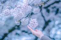 【初参加 歓迎】3/28(土) お花見🌸@昭和記念公園