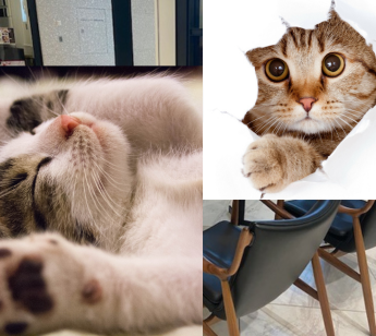 桜木町　癒しの猫カフェ 会 猫ちゃんを交えて仲良くなりましょう！！