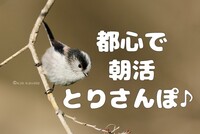 【都心で朝活：とりさんぽ♪】皇居で散歩しながら鳥の観察会