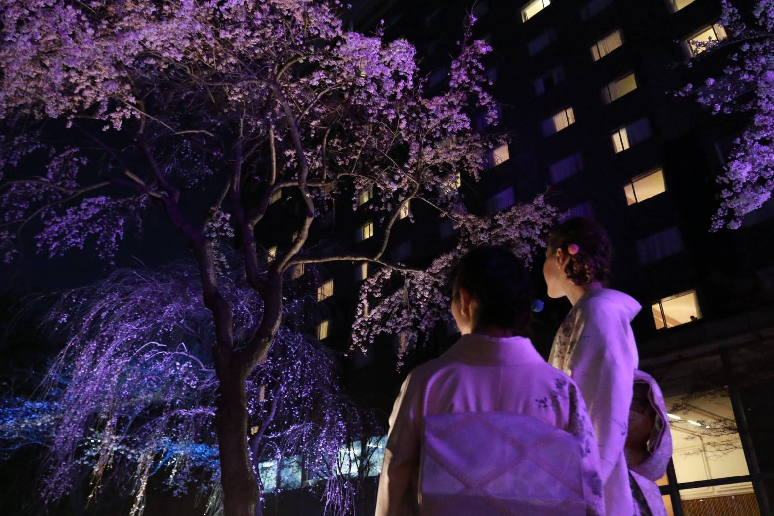 【20代30代限定】日本庭園の夜桜ライトアップを見に行こう🎀🎀