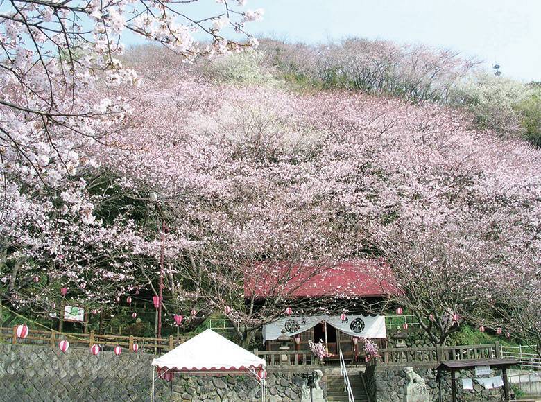 【20代30代限定】庭園の桜を見に行こう🦊🦊🦊
