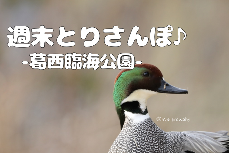 【週末とりさんぽ♪】-葛西臨海公園でバードウォッチング-（午前の部）