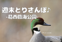 【週末とりさんぽ♪】-葛西臨海公園でバードウォッチング-（午前の部）