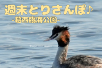 【週末とりさんぽ♪】-葛西臨海公園でバードウォッチング-（午後の部）