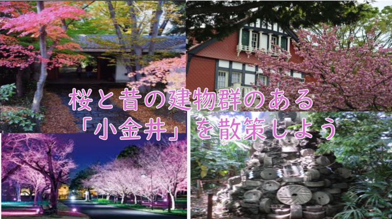 【桜の時期に都内散策】東京都小金井を散策をしよう（説明・解説付）