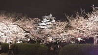 大阪城公園の観桜ナイターで夜桜を満喫しよう🌸   29歳以下限定！